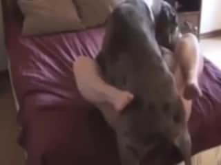 Dog and mistress: a beastly encounter