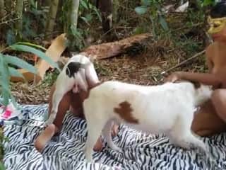 Zoo Dog - Bestiality Video