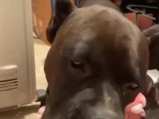 Zoofilia porn videos: Foisale slut fucks with dog