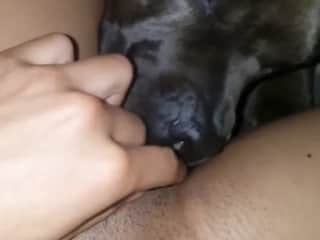 Pitbull vs Pussy: An Explosive Encounter