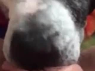 Woman and dog: a beastly encounter