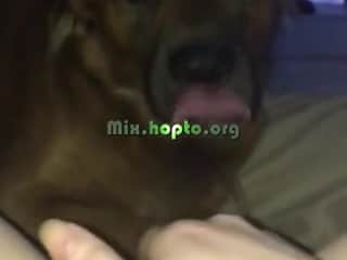 Dog submissive to his mistress