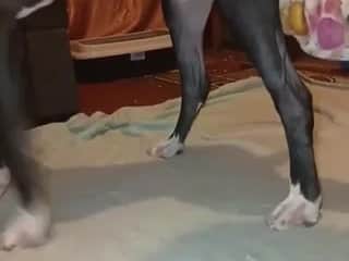 Angelina Fucks Her Dog On Beast Tube