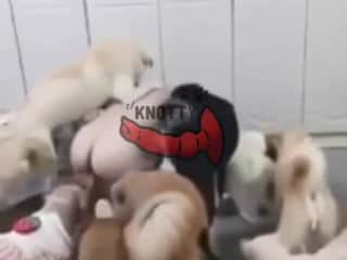 The Secret Life of a Dog Sitter