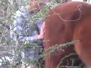 Wild encounter with an untamed stallion