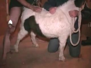 A sweet dog is being engaged with by its owner