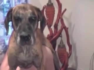 A wild zoophile is engaging in sexual activity with an animal in his bed