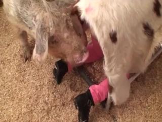 Playful animal hit lovely's precise backside from behind