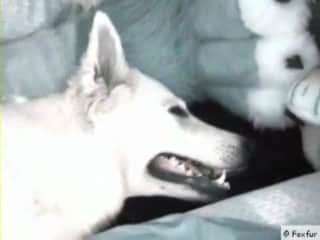 Muddy canine is experiencing intense insertion