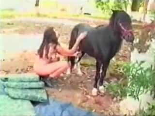 Huge horse receives a massage for its genitals